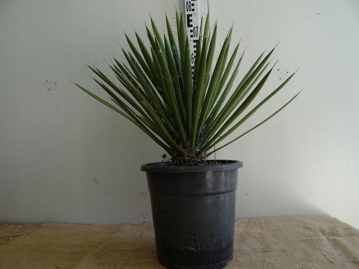 Yucca du sud