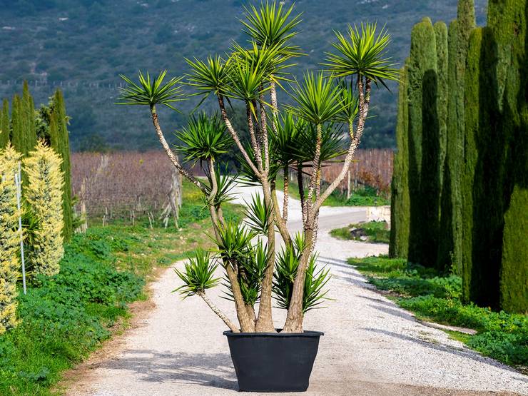 Éléphant de yucca