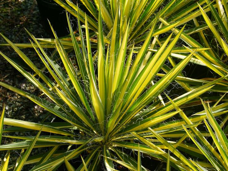 Yucca filamenteux