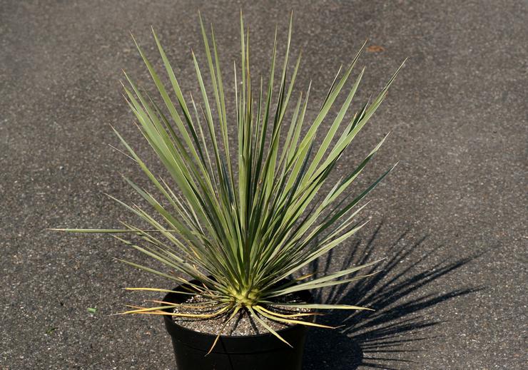 Gris yucca