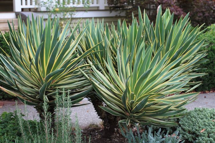 Le yucca est glorieux