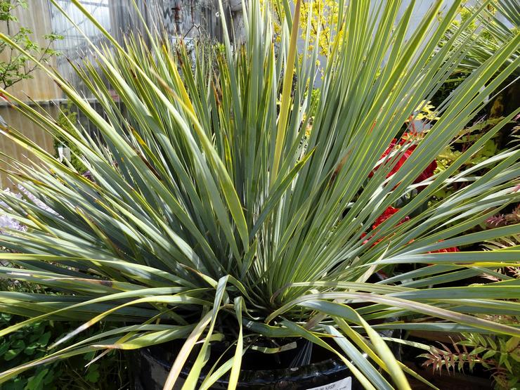 Yucca radieux