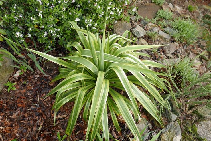 Yucca plié