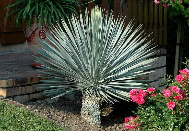 Bec de yucca