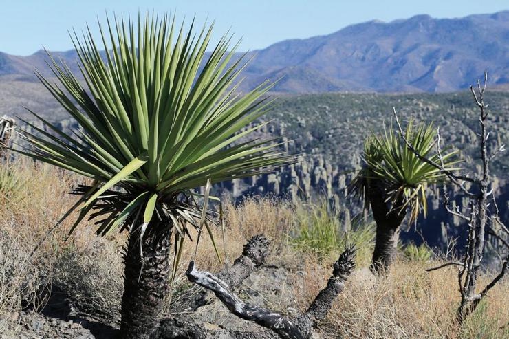 Yucca Schotta