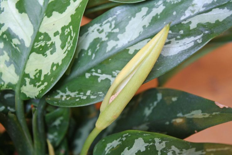 Aglaonema est modifiable