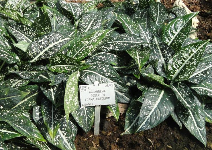 Aglaonema côtelé