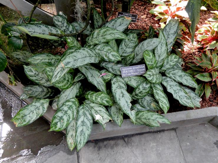 Aglaonema à feuilles oblongues