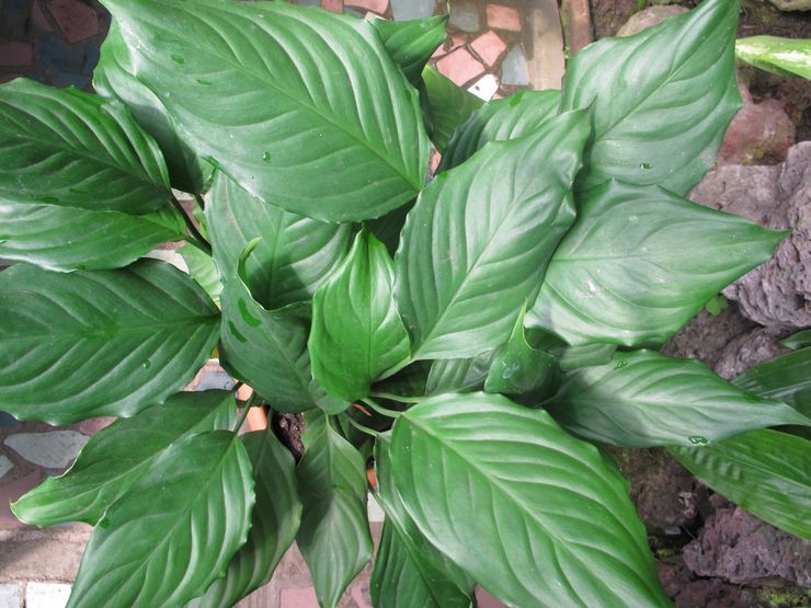 Aglaonema modeste