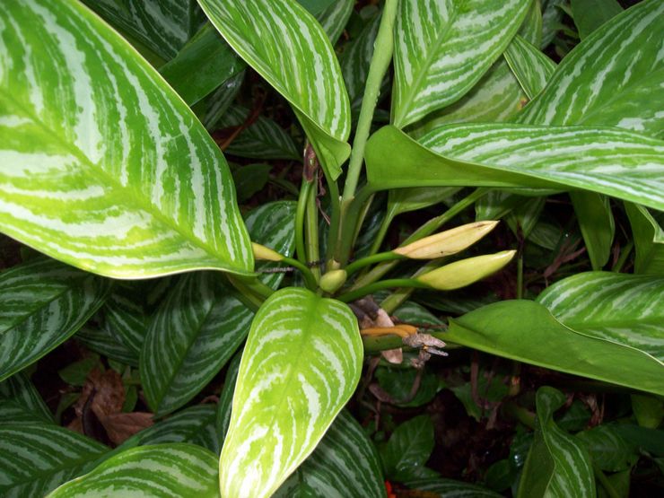 Aglaonema brillant