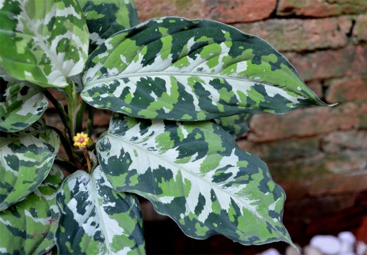 Aglaonema peint