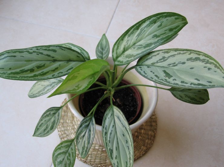 Sol d'Aglaonema