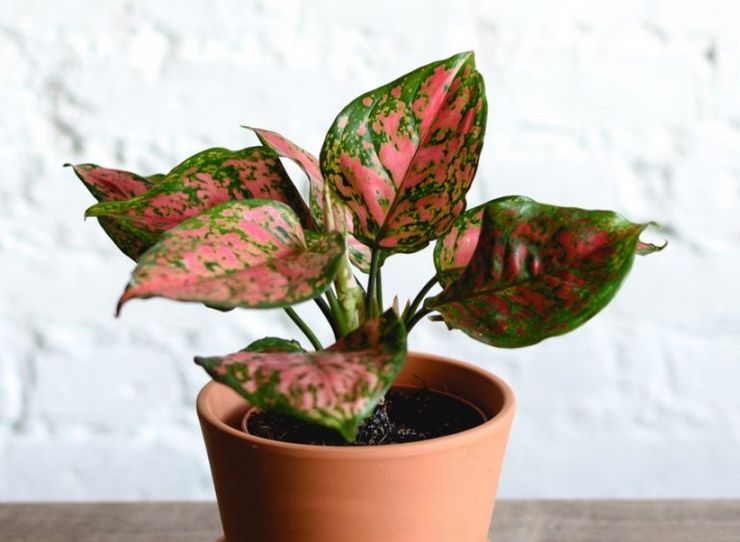 Méthodes d'élevage Aglaonema