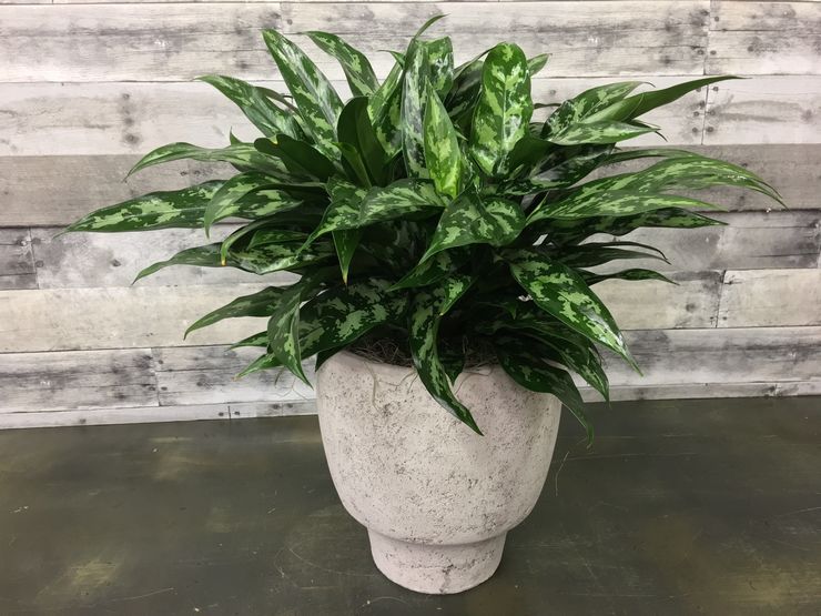 Aglaonema