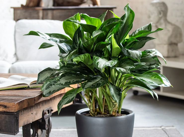 Soins à domicile pour aglaonema