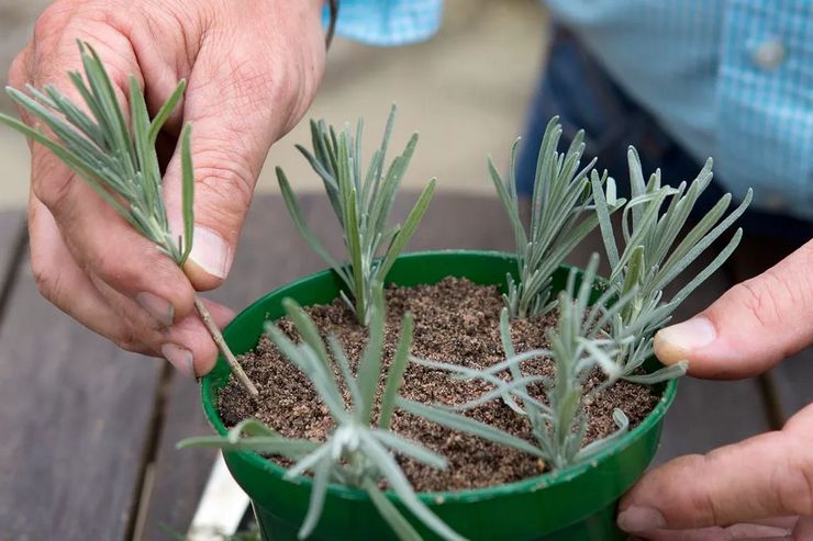 Propagation de la lavande par boutures