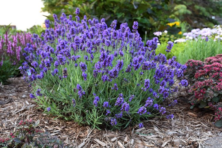 Prendre soin de la lavande dans le jardin