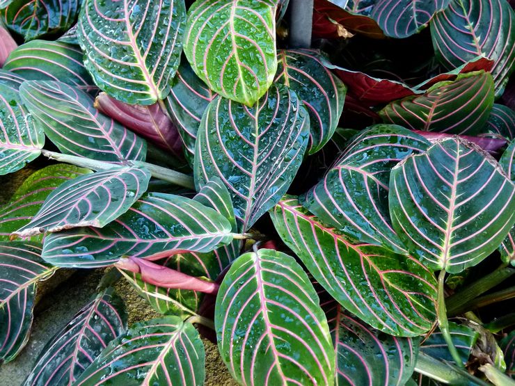 Maranta Masange