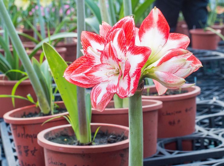 Amaryllis belle ou belladone