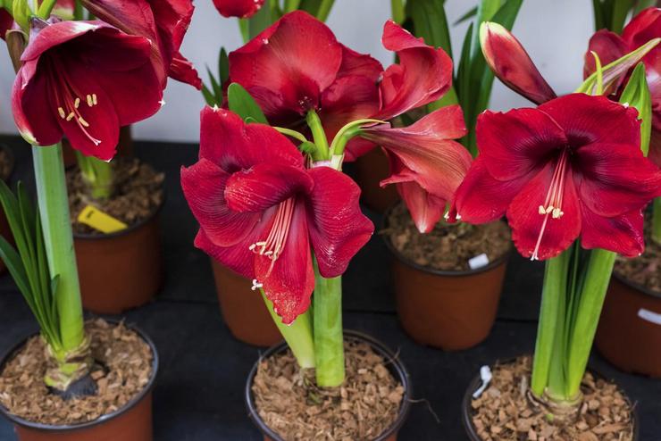 Amaryllis en fleurs