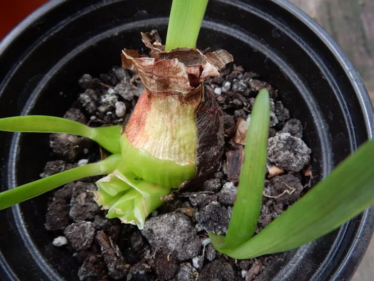 Reproduction d'amaryllis