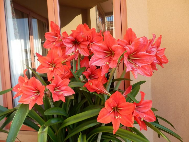 Contenu Amaryllis