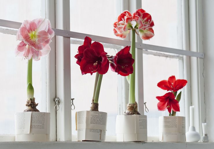 Prendre soin de l'amaryllis à la maison