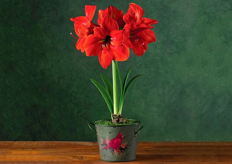 Règles de base pour la croissance de l'amaryllis