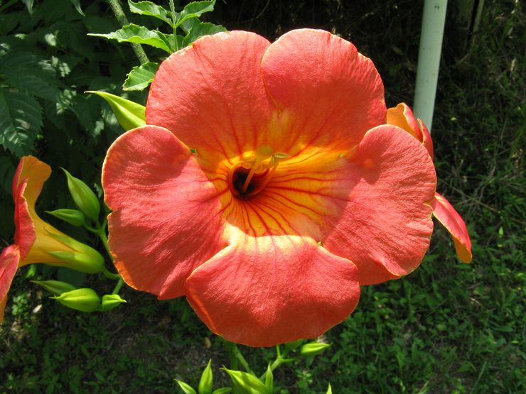 Campis à grandes fleurs