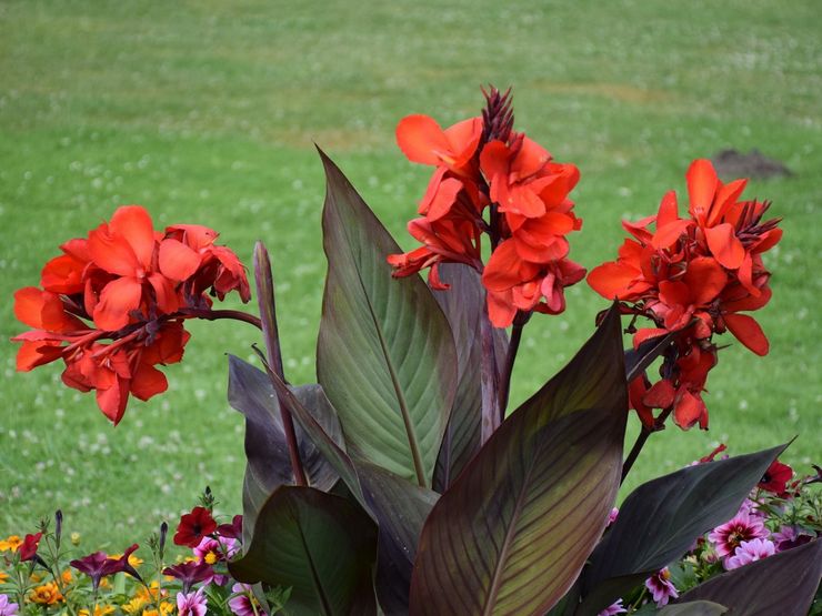 Fleur de Canna