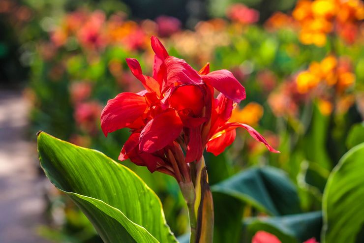 Canna indien