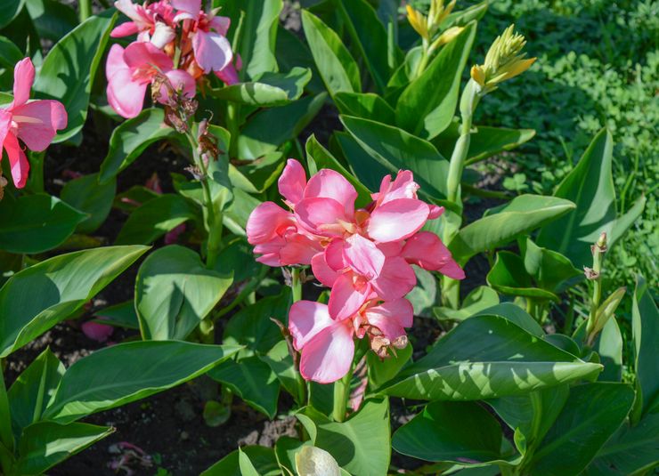 Entretien du canal dans le jardin