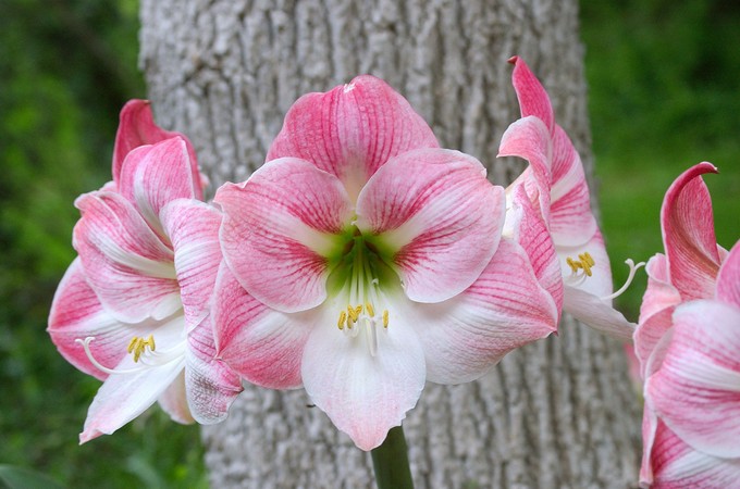 Hippeastrum. Soin et culture. Transplantation et reproduction