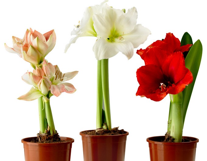 Arrosage correct de l'hippeastrum