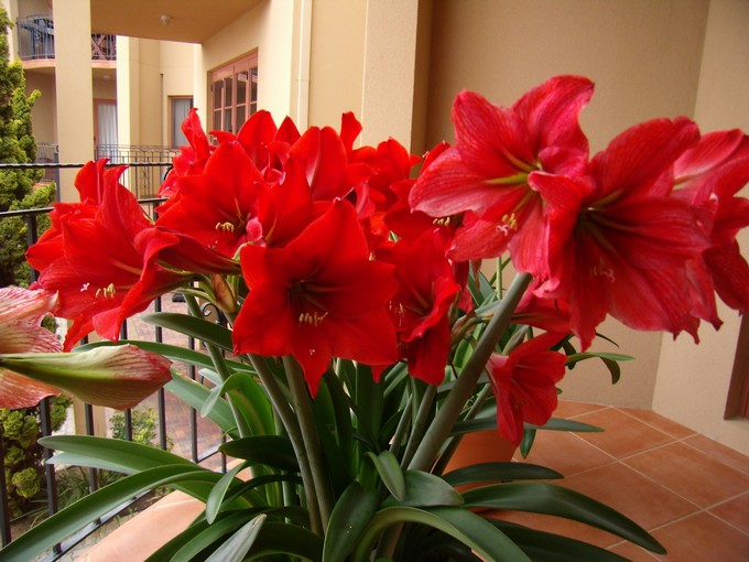 Hippeastrum est une plante d'intérieur, photophile, mais elle ne tolère pas la lumière directe du soleil