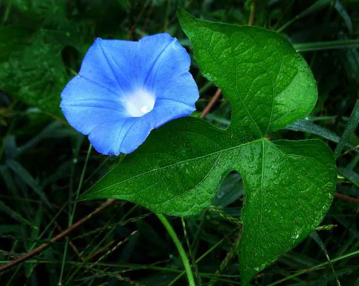 Lierre Ipomoea