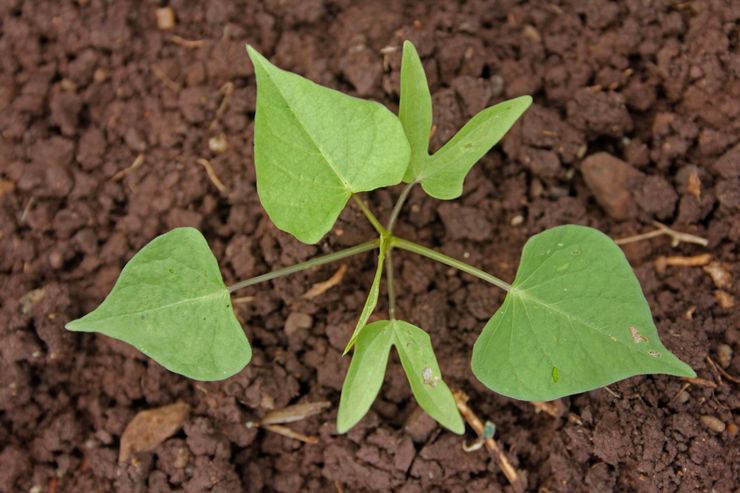 Planter la gloire du matin en pleine terre