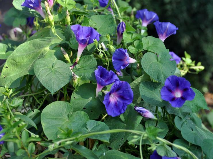 Ipomoea violet