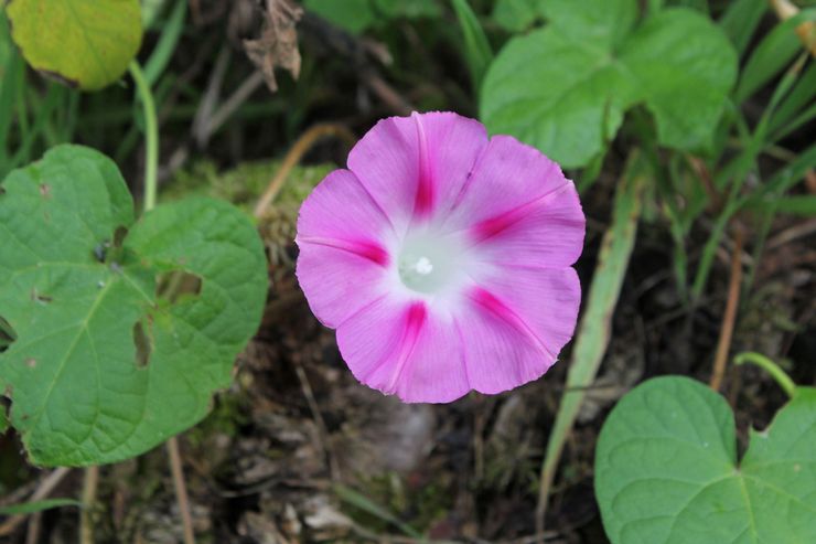 Morning Glory tricolore