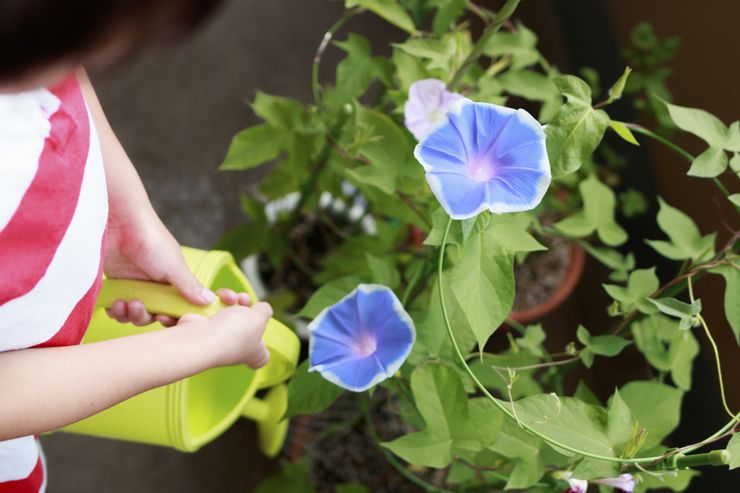 Prendre soin de la gloire du matin dans le jardin