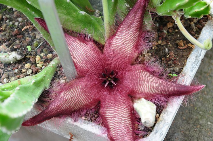 Stapelia en forme d'étoile