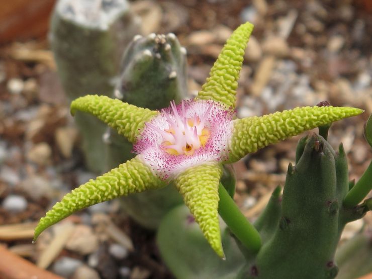 Stapelia violet doré