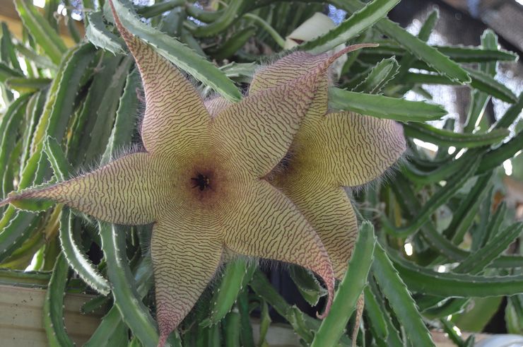 Stapelia géante