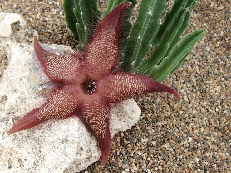 Stapelia à grandes fleurs