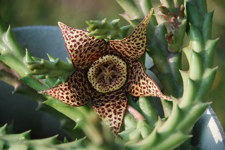 Stapelia modifiable