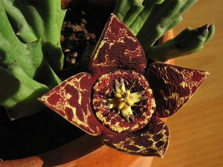 Stapelia ne fleurit pas