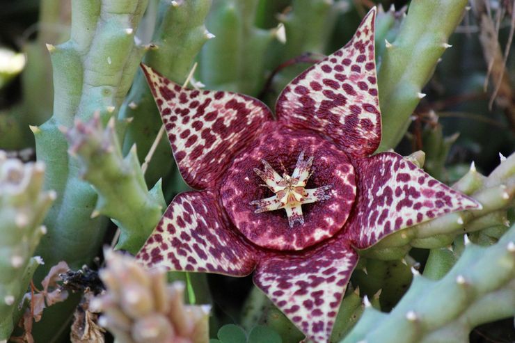 Stapelia panachée ou variable