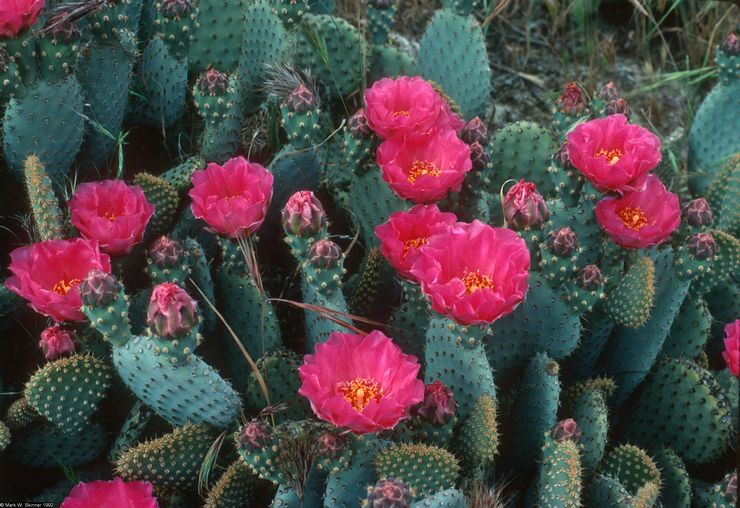 Accueil Opuntia