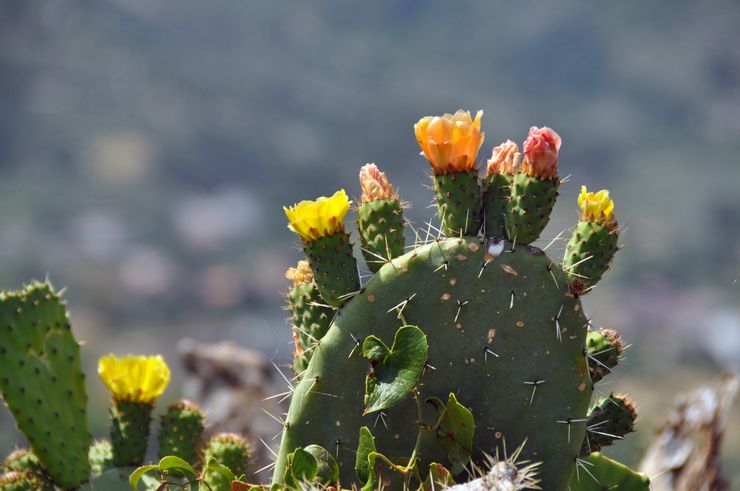 Floraison de figue de barbarie