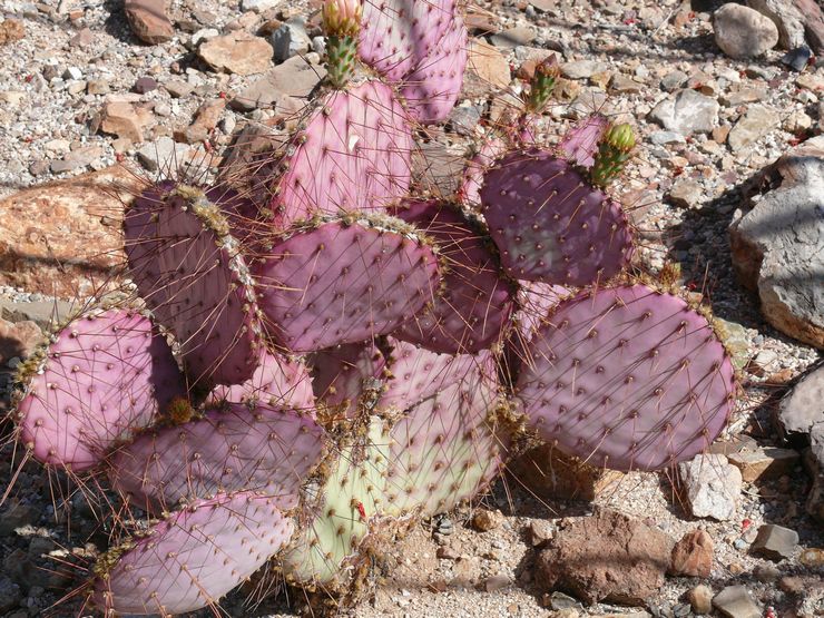 Opuntia Gosselina